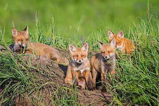 В Орле открылась выставка фото дикой природы