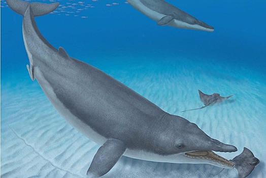 В пустыне Перу найден ископаемый предок усатых китов
