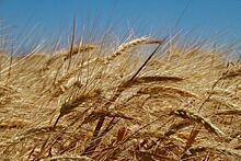 Российский урожай пшеницы оказался под угрозой