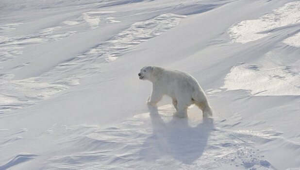 WWF  отреагировал на убийство белой медведицы в Арктике