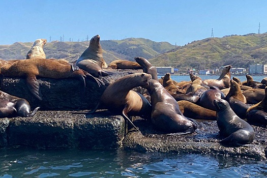 Корреспондент "РГ" совершила путешествие к лежбищу сивучей на Сахалине