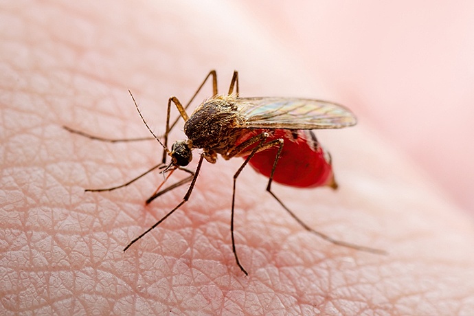 Самые эффективные средства для защиты от комаров в доме