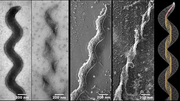 Ученые создали самый маленький в мире подвижный организм