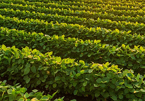 Indigo Ag присоединяется к WBCSD