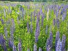 День поля собрал лучших студентов-аграриев