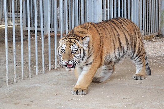 Бенгальский тигр и пума пополнили семью Могилевского зоосада