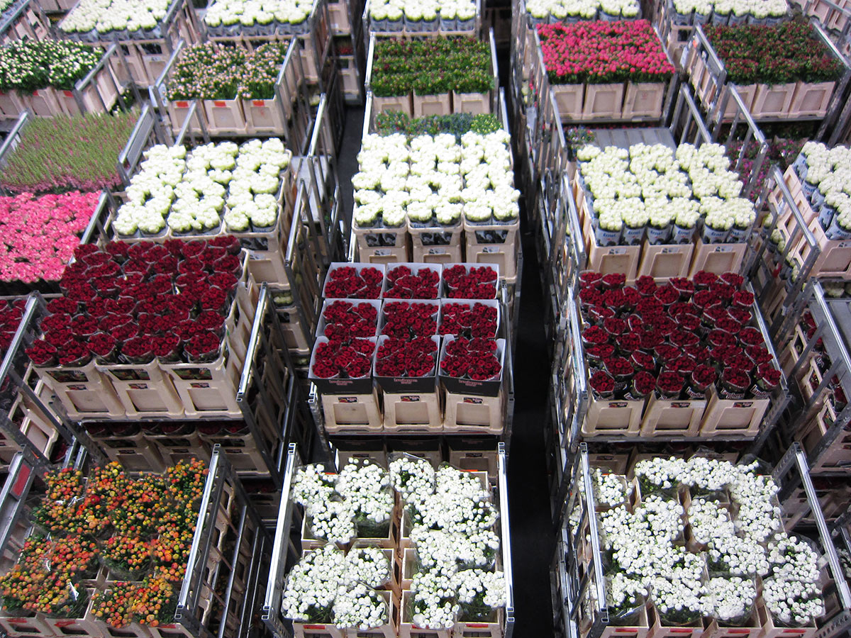 Цветочный аукцион FloraHolland, Амстердам, Нидерланды, Европа