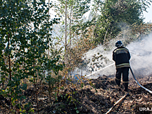 Биолог Сухомлинова: в России поздно начинают тушить лесные пожары