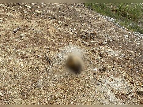 Голову собаки обнаружили в парке поселка Новокручининский (18+)