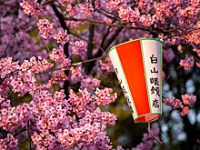 В Ростове пройдет фестиваль японской культуры Sakura Fest