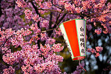 В Ростове пройдет фестиваль японской культуры Sakura Fest