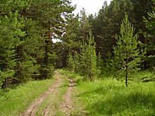 Контроль за лесами в Нижегородской области усилился