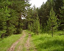 Контроль за лесами в Нижегородской области усилился