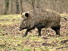 В Испании выявили первую за 30 лет вспышку АЧС