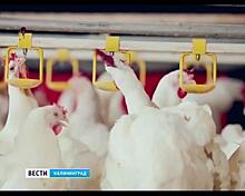 В Багратионовске появится современный инкубаторий по выращиванию цыплят