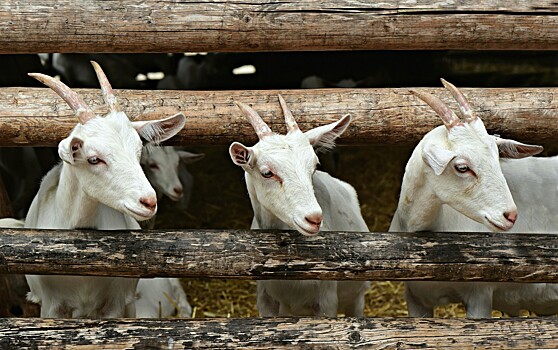 Овцам и козам назначили новые правила содержания на предприятиях и в личных хозяйствах