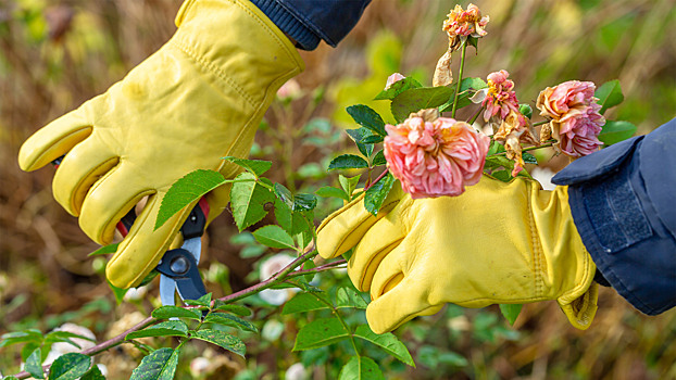 10 ошибок садоводов, из-за которых розы гибнут зимой: разбор эксперта