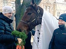 Самым выдающимся жителем финского Турку стала лошадь