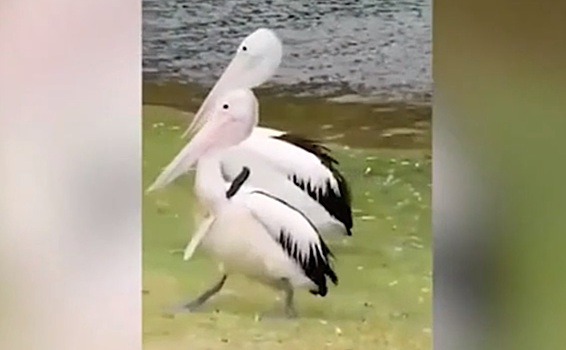 Проткнутый ножом пеликан разгуливал по зоопарку
