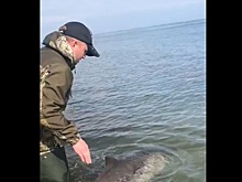 Спасение дельфиненка, попавшего в беду на Сахалине, сняли на видео