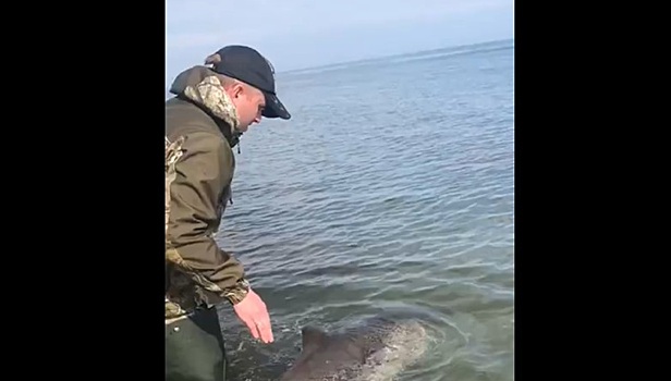 Спасение дельфиненка, попавшего в беду на Сахалине, сняли на видео