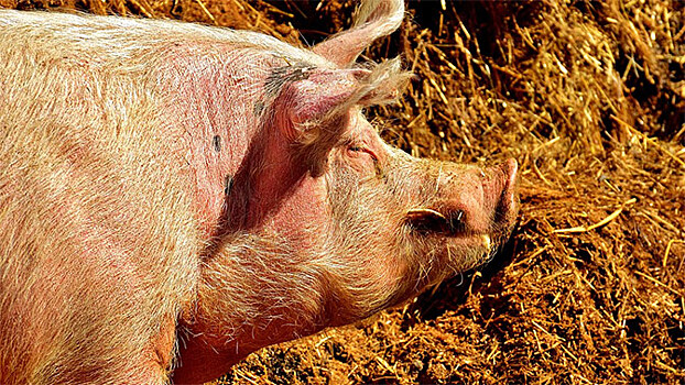 Румыния заподозрила украинских свиней в распространении чумы