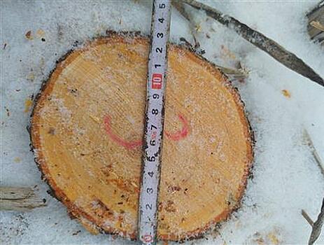 Житель Самарской области незаконно нарубил деревья для строительства бани