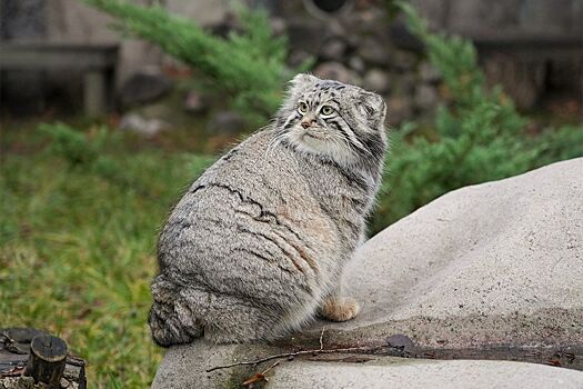 Символ Московского зоопарка манул Тимофей завершил зажировку к зиме