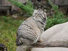 Символ Московского зоопарка манул Тимофей завершил зажировку к зиме