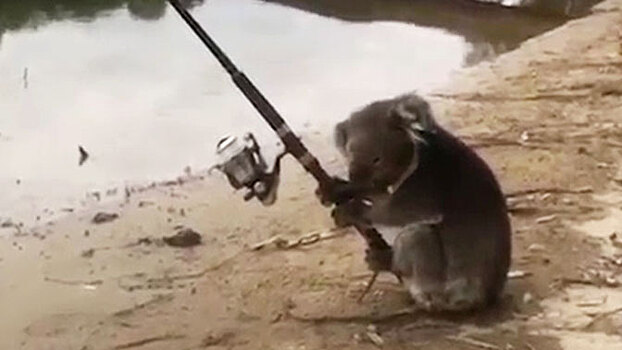 Коала несколько часов ловила рыбу на берегу реки: видео