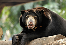 Зоопарк в Китае обвинили в подмене малайских медведей людьми в костюмах