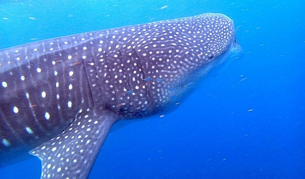 Китовая акула «поиграла» с купающимися индонезийцами