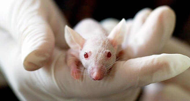 В России вывели трансгенных мышей, восприимчивых к COVID-19