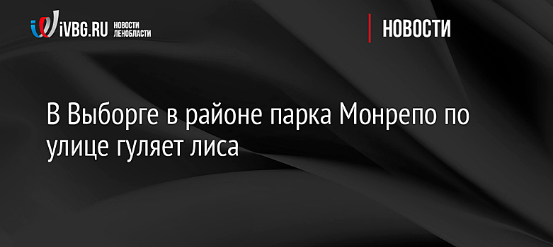 В Выборге в районе парка Монрепо по улице гуляет лиса