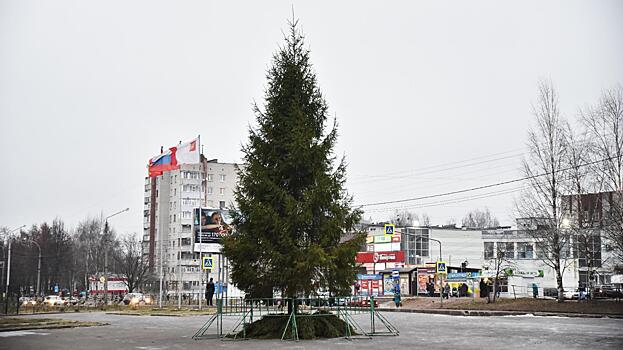 17 елей украсили микрорайоны Вологды