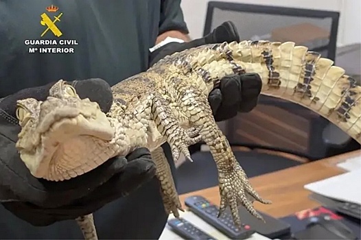 На курорте в Испании обнаружили метрового каймана