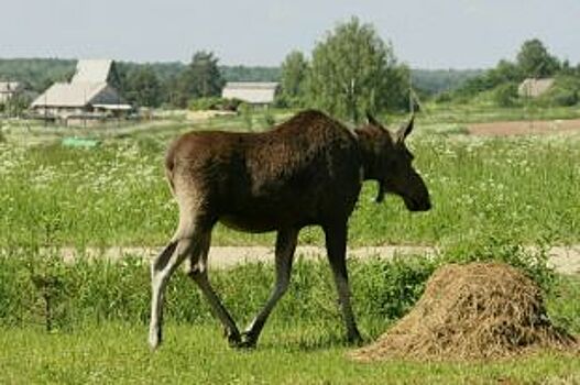В Пермском крае молодой лось провалился в котлован, полный нефтепродуктов