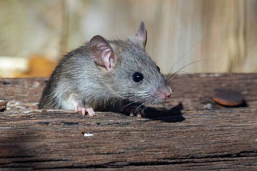 Россиянам дали советы по борьбе с крысами на улицах