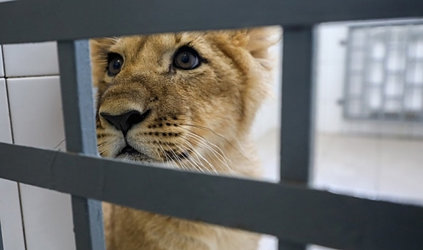 В Волгограде зоозащитники выступили против фотосессий с дикими животными