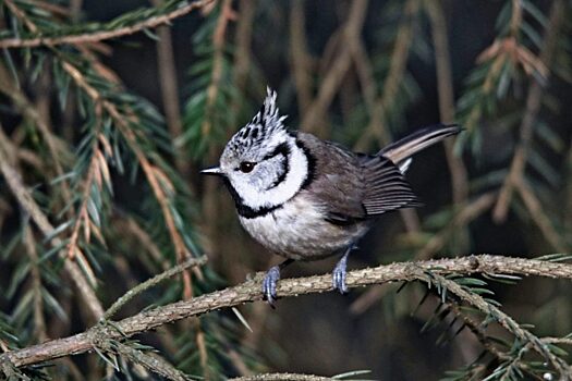 Фотограф-натуралист запечатлел редкую птицу в Ботаническом саду