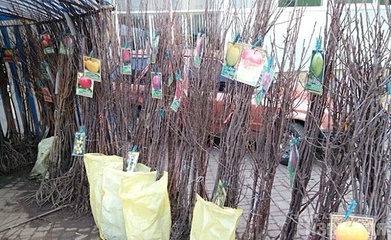 В Курской области предотвратили торговлю сомнительными саженцами