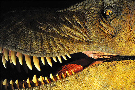 На австралийском побережье обнаружены следы  динозавров