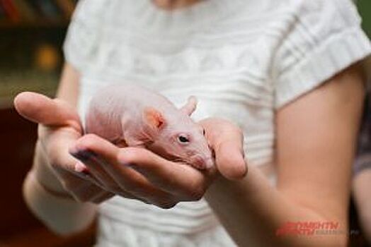 Проникнуть в загадку шизофрении новосибирским ученым помогут крысы