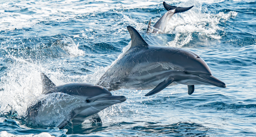 Раскрыт секрет, что делает дельфинов такими быстрыми в воде