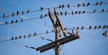 Волгоградские энергетики подготовили ЛЭП к массовому перелету птиц, установив около 800 птицезащитных устройств