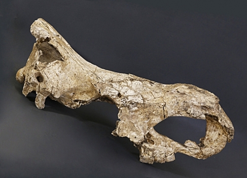 Древнейшие образцы ДНК нашли на зубах древнегрузинского носорога