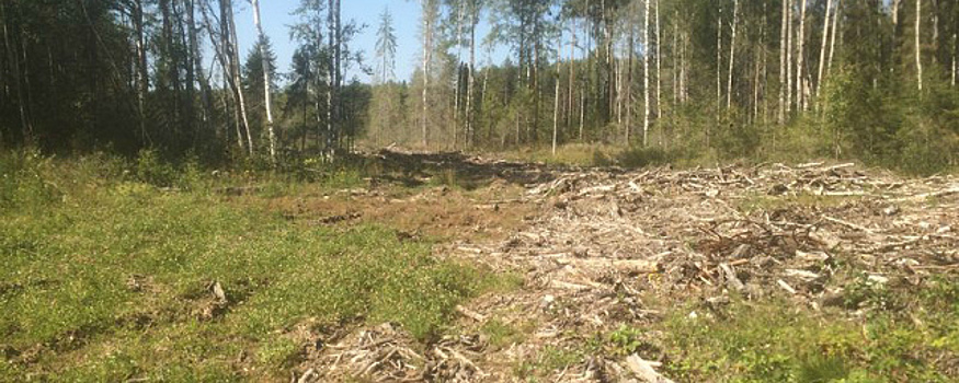 В Котельниче осудят мужчину, вырубившего леса на 250 тысяч рублей