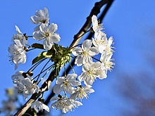 На Вишневой заложили яблоневый сад и капсулу времени
