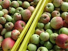 В Архангельске нашли яблоки из Польши, запрещённые на ввоз в Россию