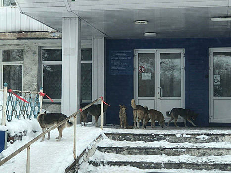 Стая собак преградила вход в больницу жителям Киселевска